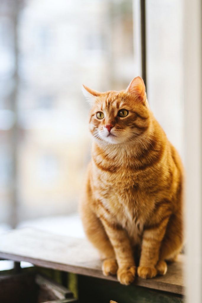 Gato sentado na bancada olhando para o nada